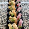 Assortiment de sushis HDG plateau de 18 pièces